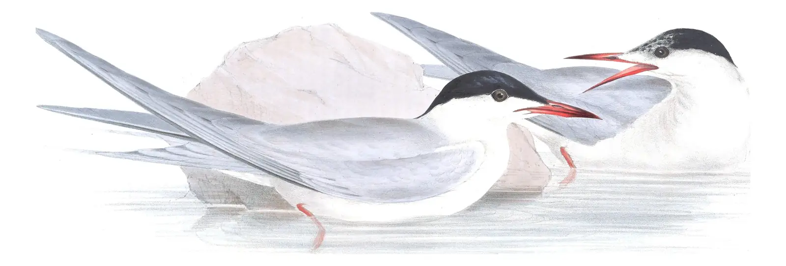 Plate 417 of Gould's The Birds of Europe: Common Tern (Sterna hirundo)