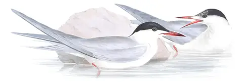 Plate 417 of Gould's The Birds of Europe: Common Tern (Sterna hirundo)