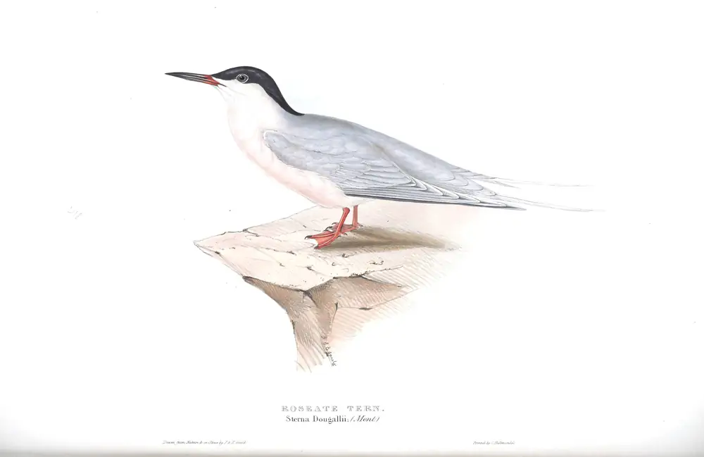 The whole sheet of plate 418, with its engraved caption