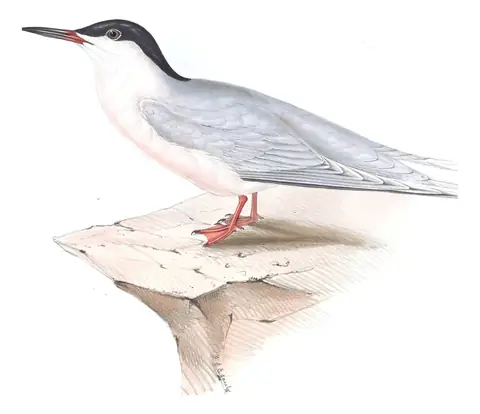 Plate 418 of Gould's The Birds of Europe: Roseate Tern (Sterna dougallii)
