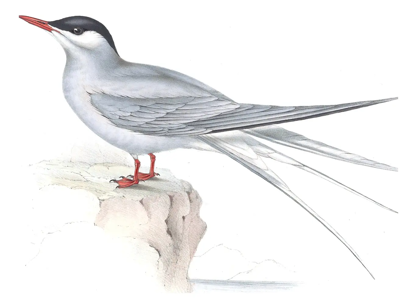 Plate 419 of Gould's The Birds of Europe: Arctic Tern (Sterna paradisaea)