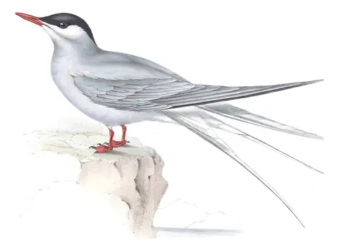 Plate 419 of Gould's The Birds of Europe: Arctic Tern (Sterna paradisaea)
