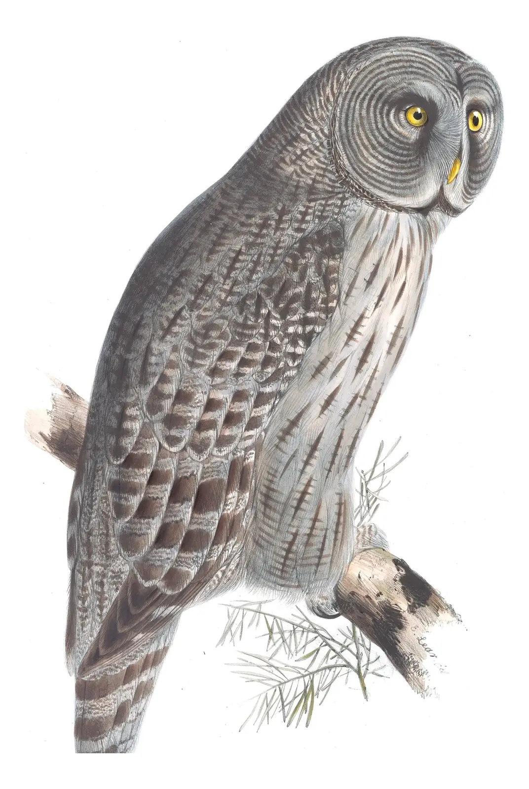 Plate 42 of Gould's The Birds of Europe: Great Gray Owl (Strix nebulosa)