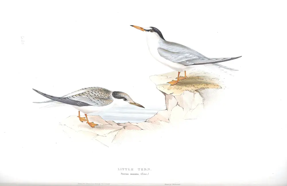 The whole sheet of plate 420, with its engraved caption