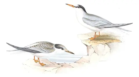 Plate 420 of Gould's The Birds of Europe: Little Tern (Sternula albifrons)