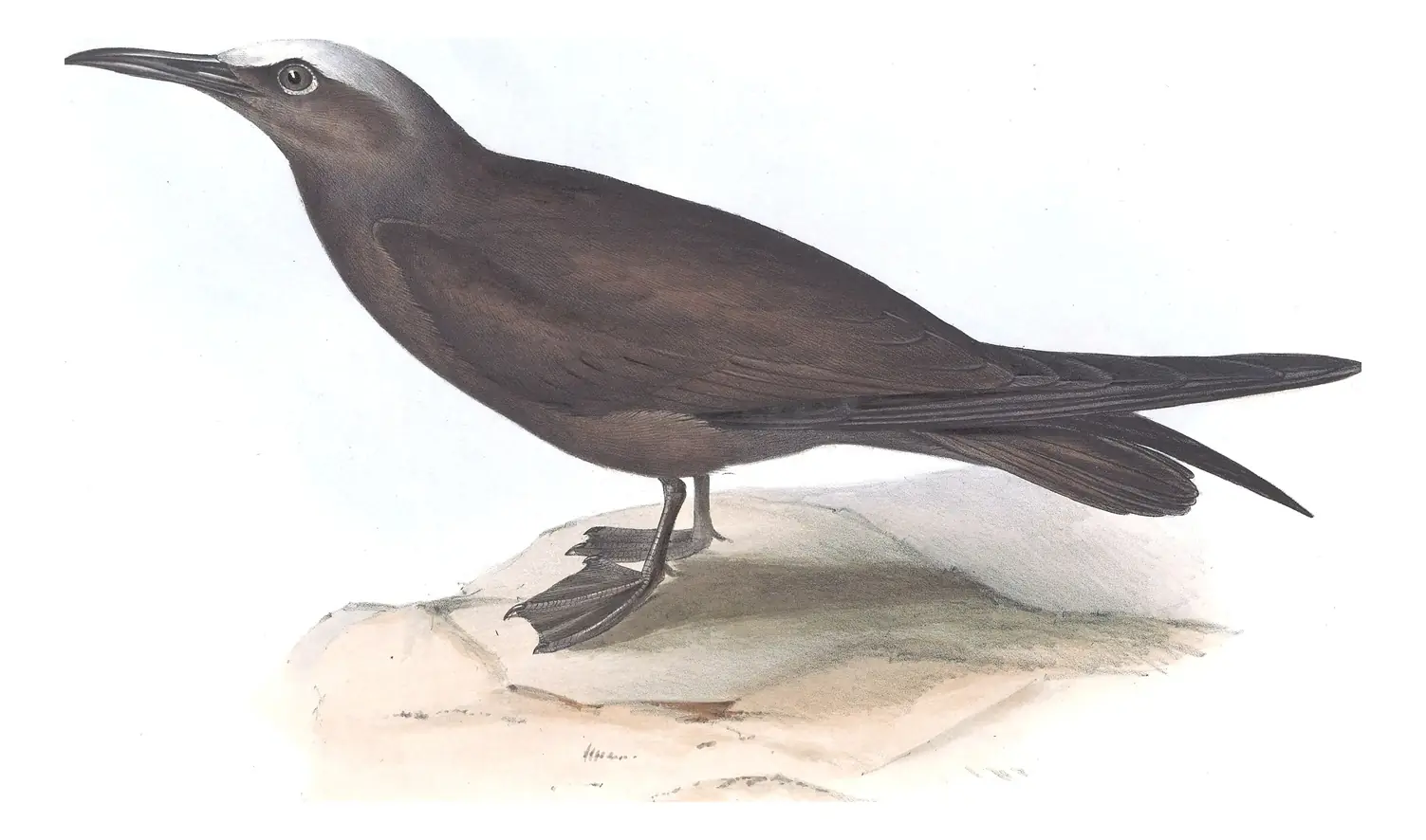 Plate 421 of Gould's The Birds of Europe: Brown Noddy (Anous stolidus)