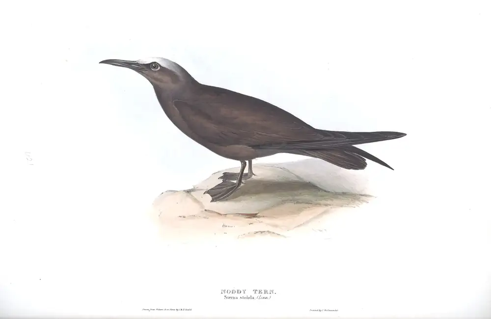 The whole sheet of plate 421, with its engraved caption