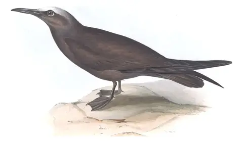 Plate 421 of Gould's The Birds of Europe: Brown Noddy (Anous stolidus)