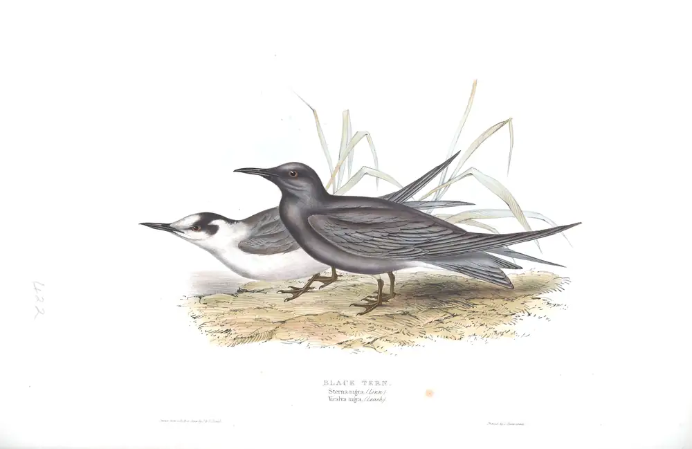 The whole sheet of plate 422, with its engraved caption