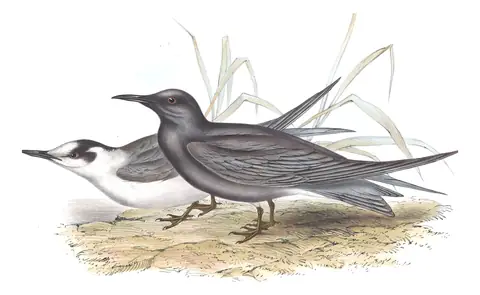 Plate 422 of Gould's The Birds of Europe: Black Tern (Chlidonias niger)