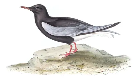 Plate 423 of Gould's The Birds of Europe: White-winged Tern (Chlidonias leucopterus)