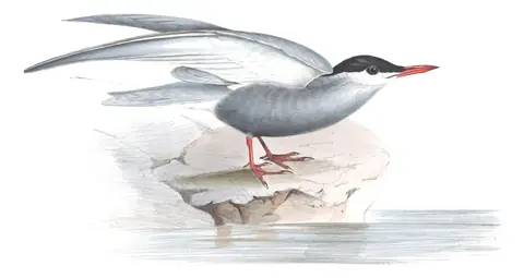 Plate 424 of Gould's The Birds of Europe: Whiskered Tern (Chlidonias hybrida)