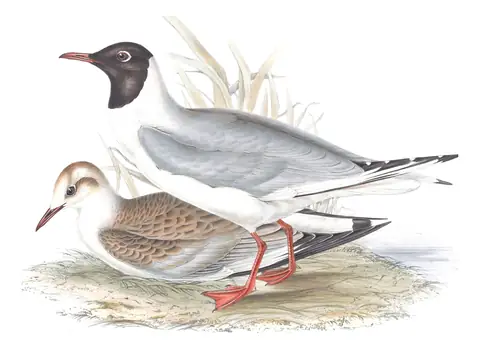Plate 425 of Gould's The Birds of Europe: Black-headed Gull (Chroicocephalus ridibundus)