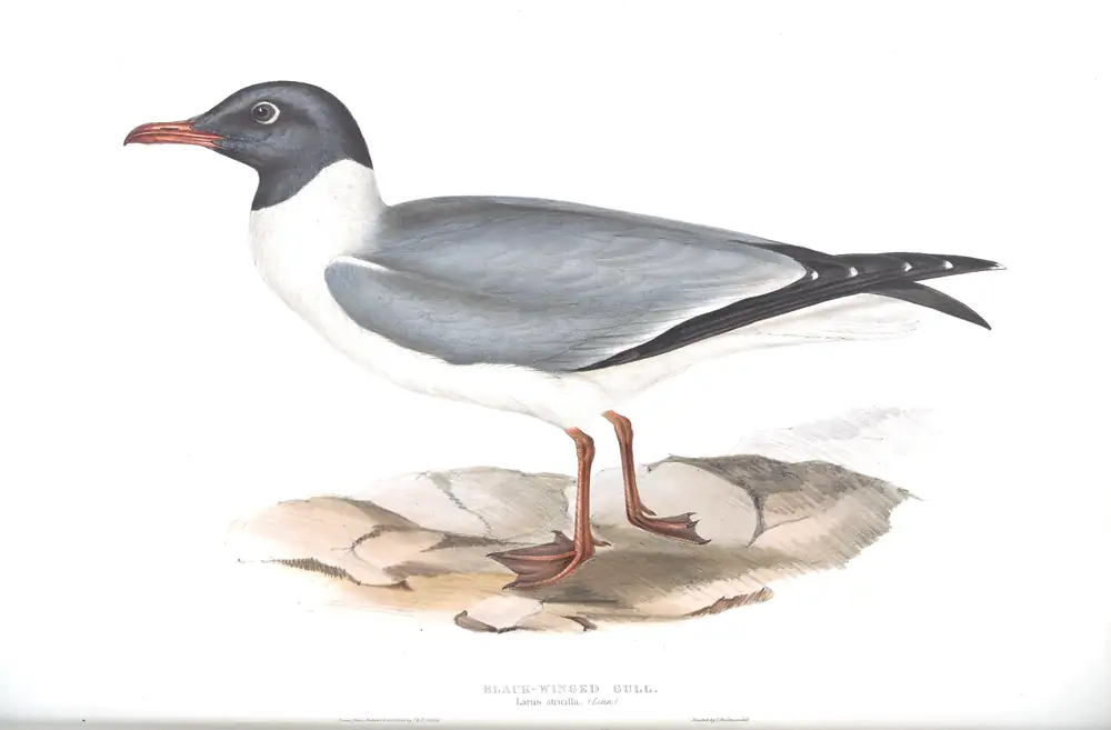 The whole sheet of plate 426, with its engraved caption