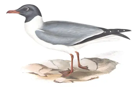 Plate 426 of Gould's The Birds of Europe: Laughing Gull (Leucophaeus atricilla)