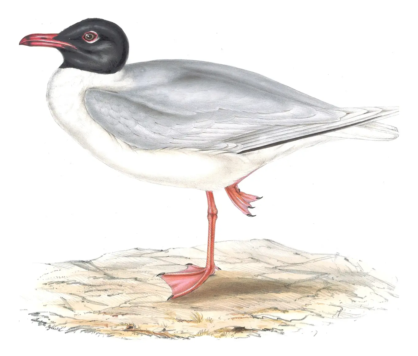 Plate 427 of Gould's The Birds of Europe: Mediterranean Gull (Ichthyaetus melanocephalus)