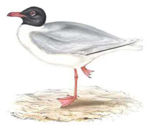 Plate 427 of Gould's The Birds of Europe: Mediterranean Gull (Ichthyaetus melanocephalus)