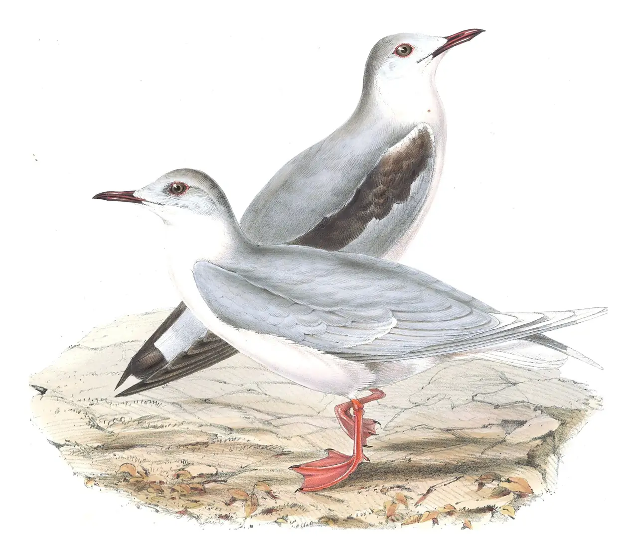 Plate 428 of Gould's The Birds of Europe: Little Gull (Hydrocoloeus minutus)
