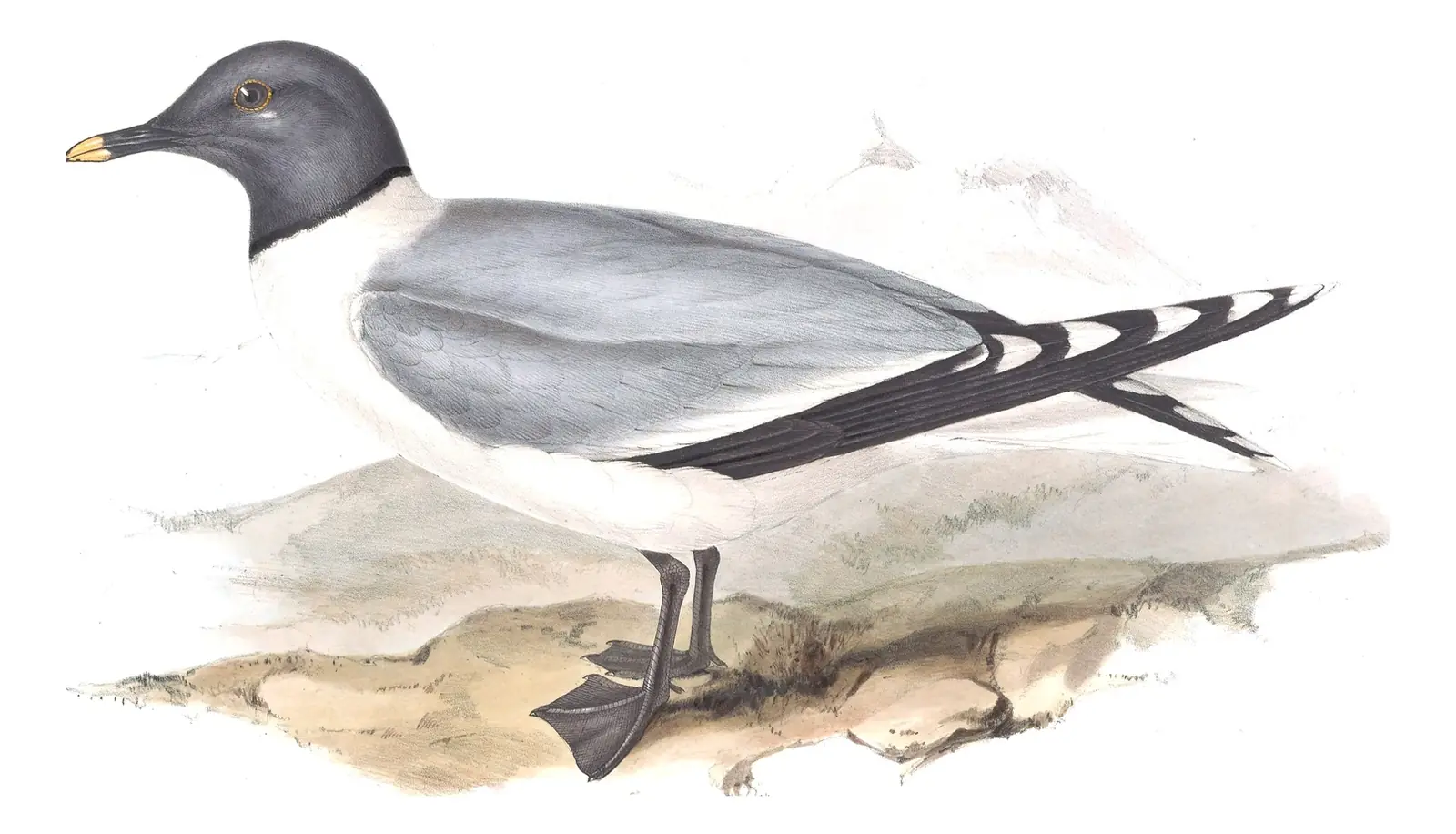 Plate 429 of Gould's The Birds of Europe: Sabine's Gull (Xema sabini)