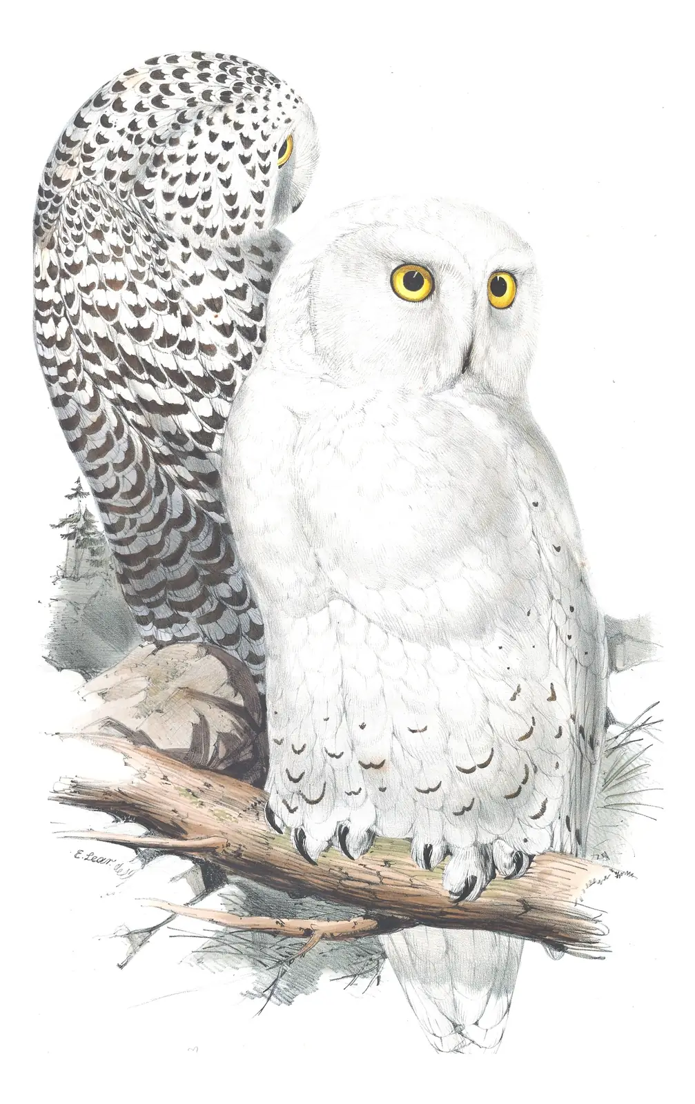Plate 43 of Gould's The Birds of Europe: Snowy Owl (Bubo scandiacus)