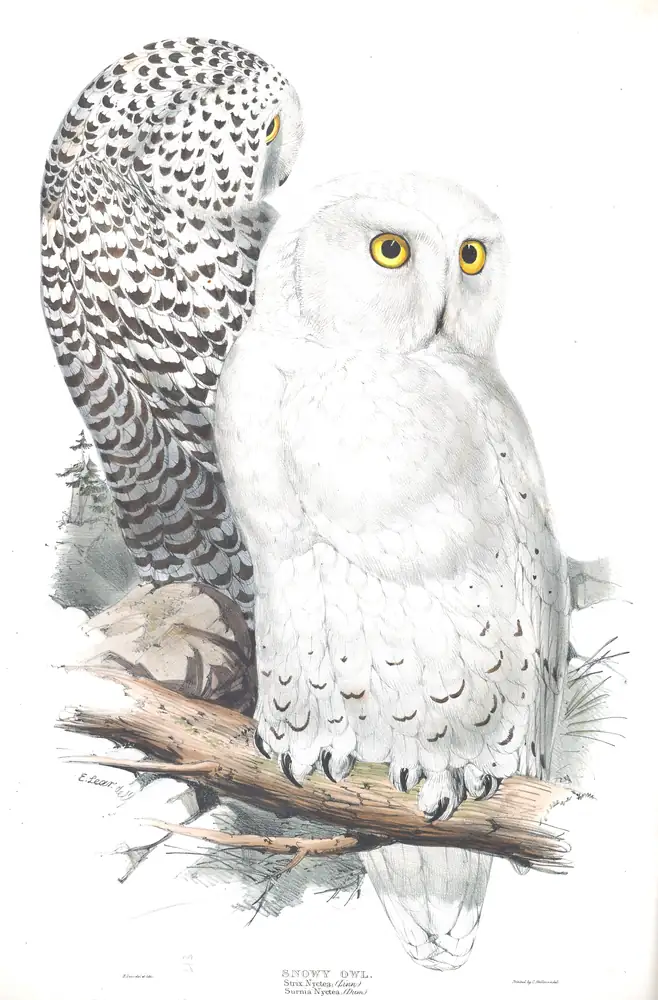The whole sheet of plate 43, with its engraved caption