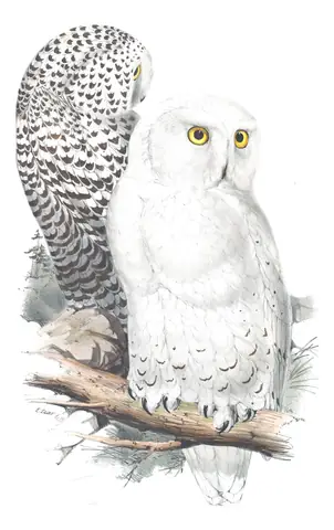 Plate 43 of Gould's The Birds of Europe: Snowy Owl (Bubo scandiacus)
