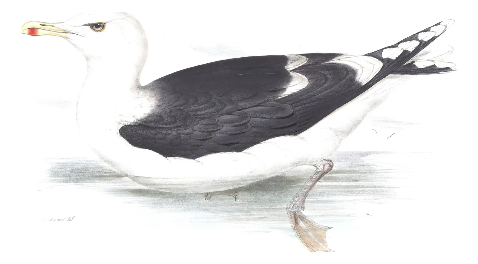 Plate 430 of Gould's The Birds of Europe: Great Black-backed Gull (Larus marinus)
