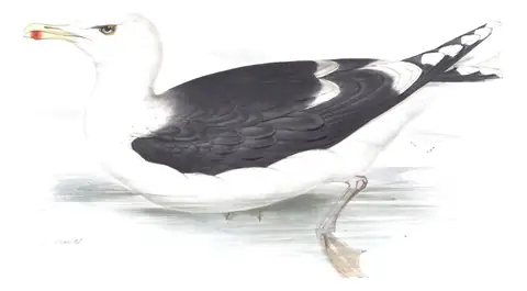 Plate 430 of Gould's The Birds of Europe: Great Black-backed Gull (Larus marinus)