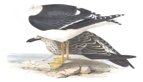 Plate 431 of Gould's The Birds of Europe: Lesser Black-backed Gull (Larus fuscus)