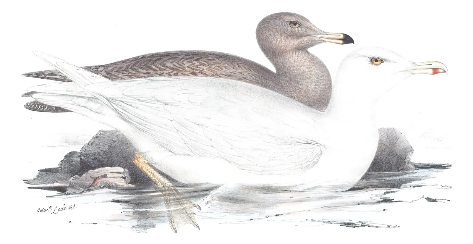 Plate 432 of Gould's The Birds of Europe: Glaucous Gull (Larus hyperboreus)