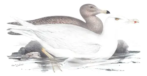 Plate 432 of Gould's The Birds of Europe: Glaucous Gull (Larus hyperboreus)