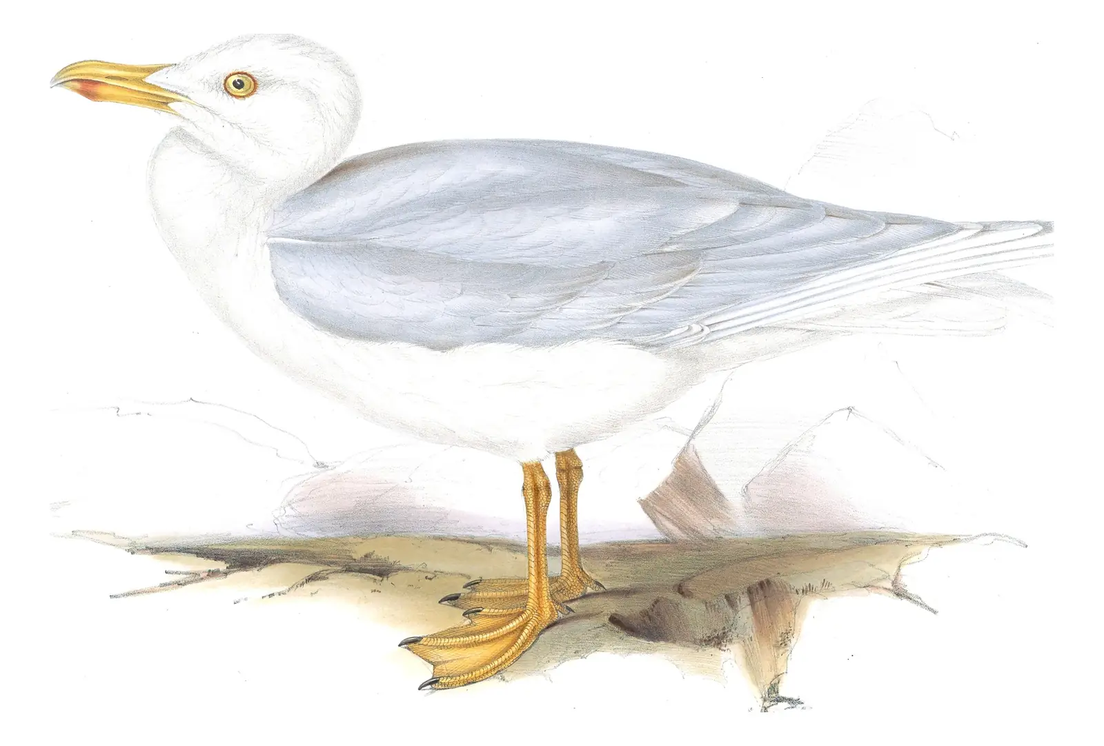 Plate 433 of Gould's The Birds of Europe: Iceland Gull (Larus glaucoides)