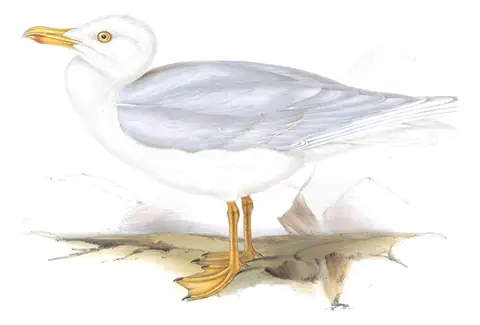 Plate 433 of Gould's The Birds of Europe: Iceland Gull (Larus glaucoides)