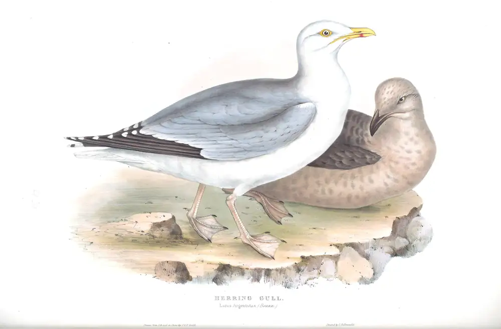 The whole sheet of plate 434, with its engraved caption