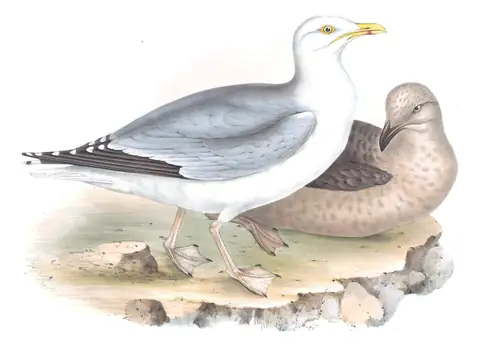 Plate 434 of Gould's The Birds of Europe: European Herring Gull (Larus argentatus)