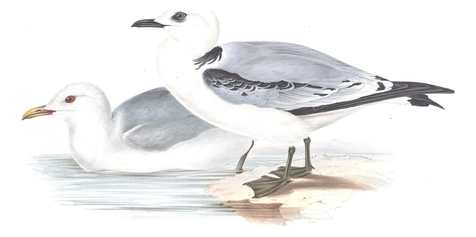 Plate 435 of Gould's The Birds of Europe: Black-legged Kittiwake (Rissa tridactyla)