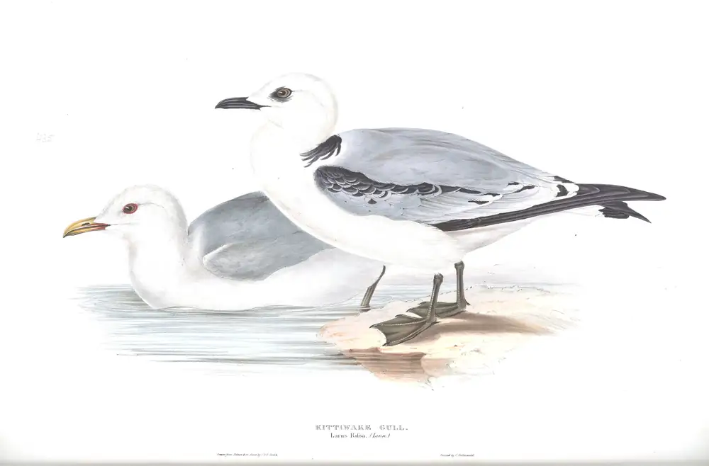 The whole sheet of plate 435, with its engraved caption