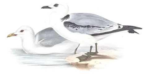 Plate 435 of Gould's The Birds of Europe: Black-legged Kittiwake (Rissa tridactyla)