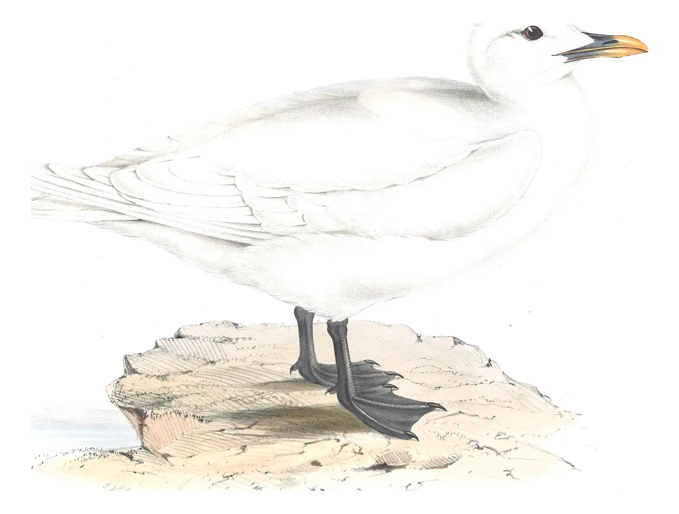 Plate 436 of Gould's The Birds of Europe: Ivory Gull (Pagophila eburnea)