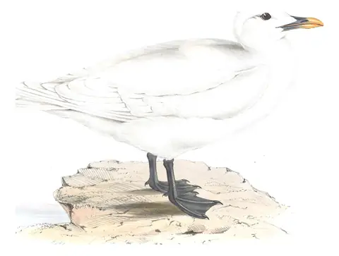 Plate 436 of Gould's The Birds of Europe: Ivory Gull (Pagophila eburnea)