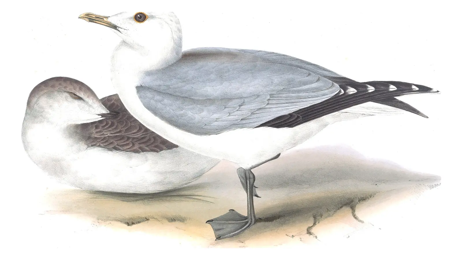 Plate 437 of Gould's The Birds of Europe: Common Gull (Larus canus)