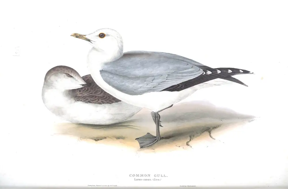 The whole sheet of plate 437, with its engraved caption
