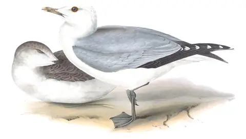 Plate 437 of Gould's The Birds of Europe: Common Gull (Larus canus)