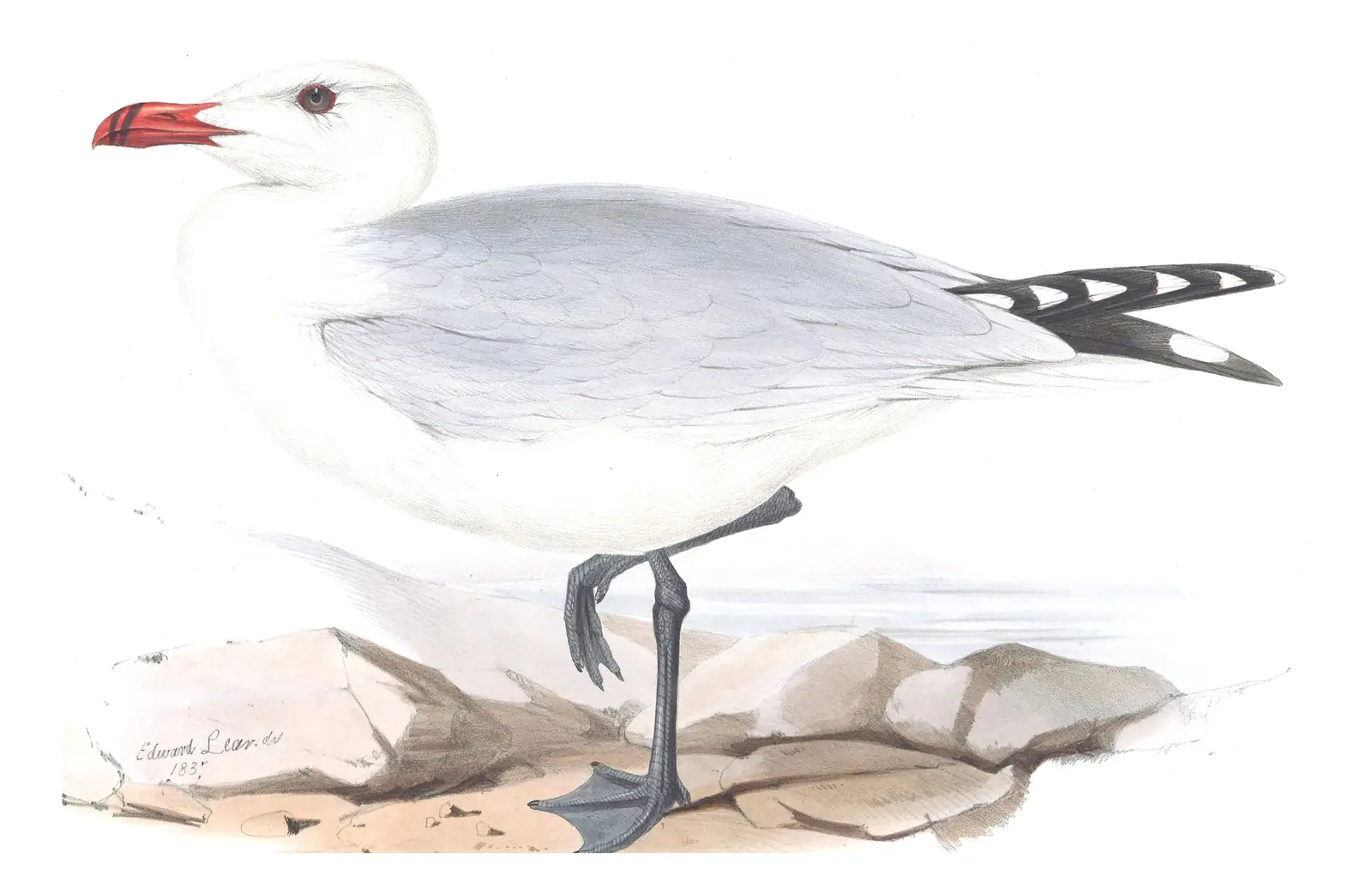 Plate 438 of Gould's The Birds of Europe: Audouin's Gull (Ichthyaetus audouinii)