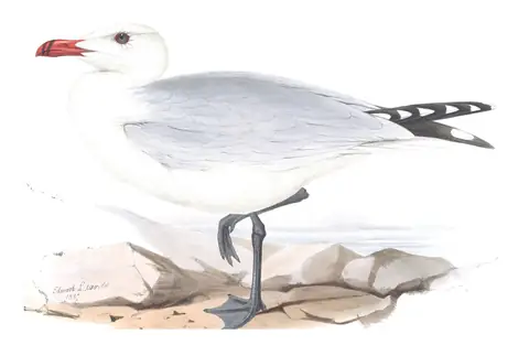 Plate 438 of Gould's The Birds of Europe: Audouin's Gull (Ichthyaetus audouinii)