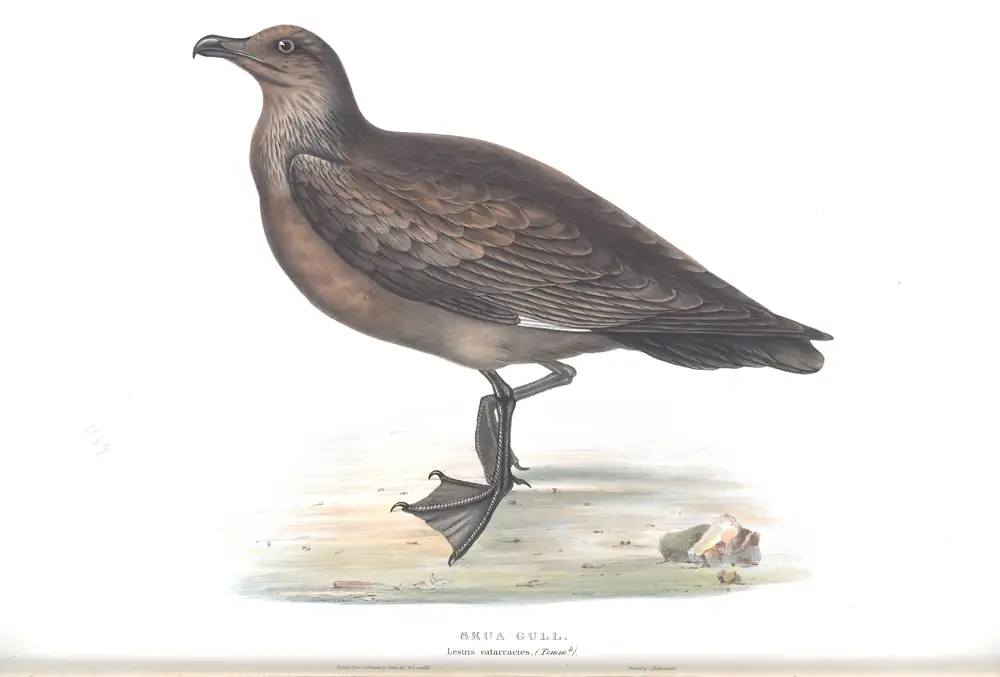 The whole sheet of plate 439, with its engraved caption