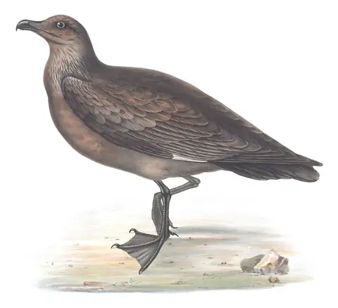 Plate 439 of Gould's The Birds of Europe: Great Skua (Stercorarius skua)