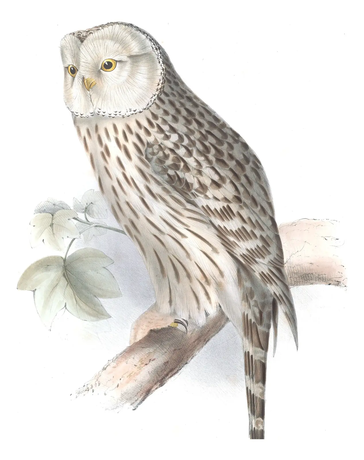 Plate 44 of Gould's The Birds of Europe: Ural Owl (Strix uralensis)
