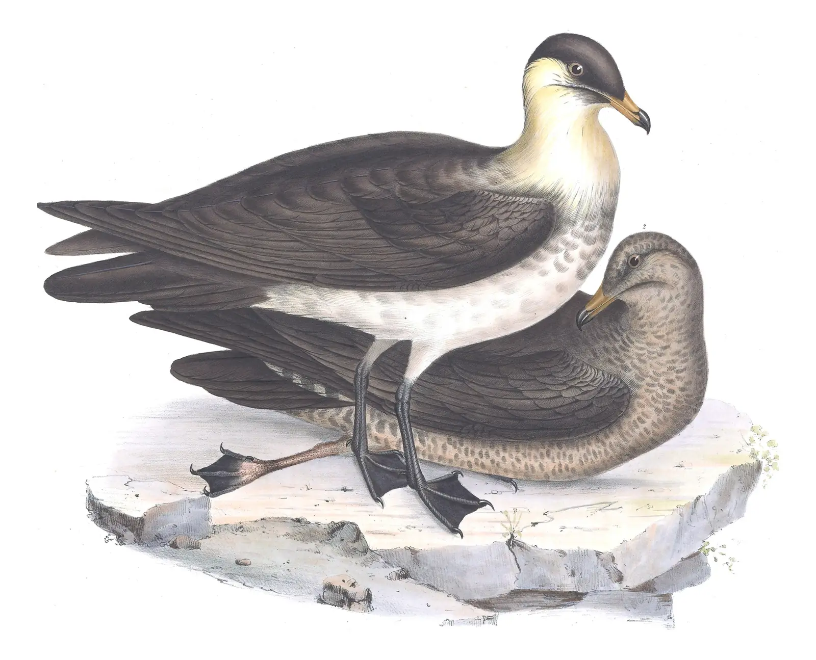 Plate 440 of Gould's The Birds of Europe: Pomarine Jaeger (Stercorarius pomarinus)