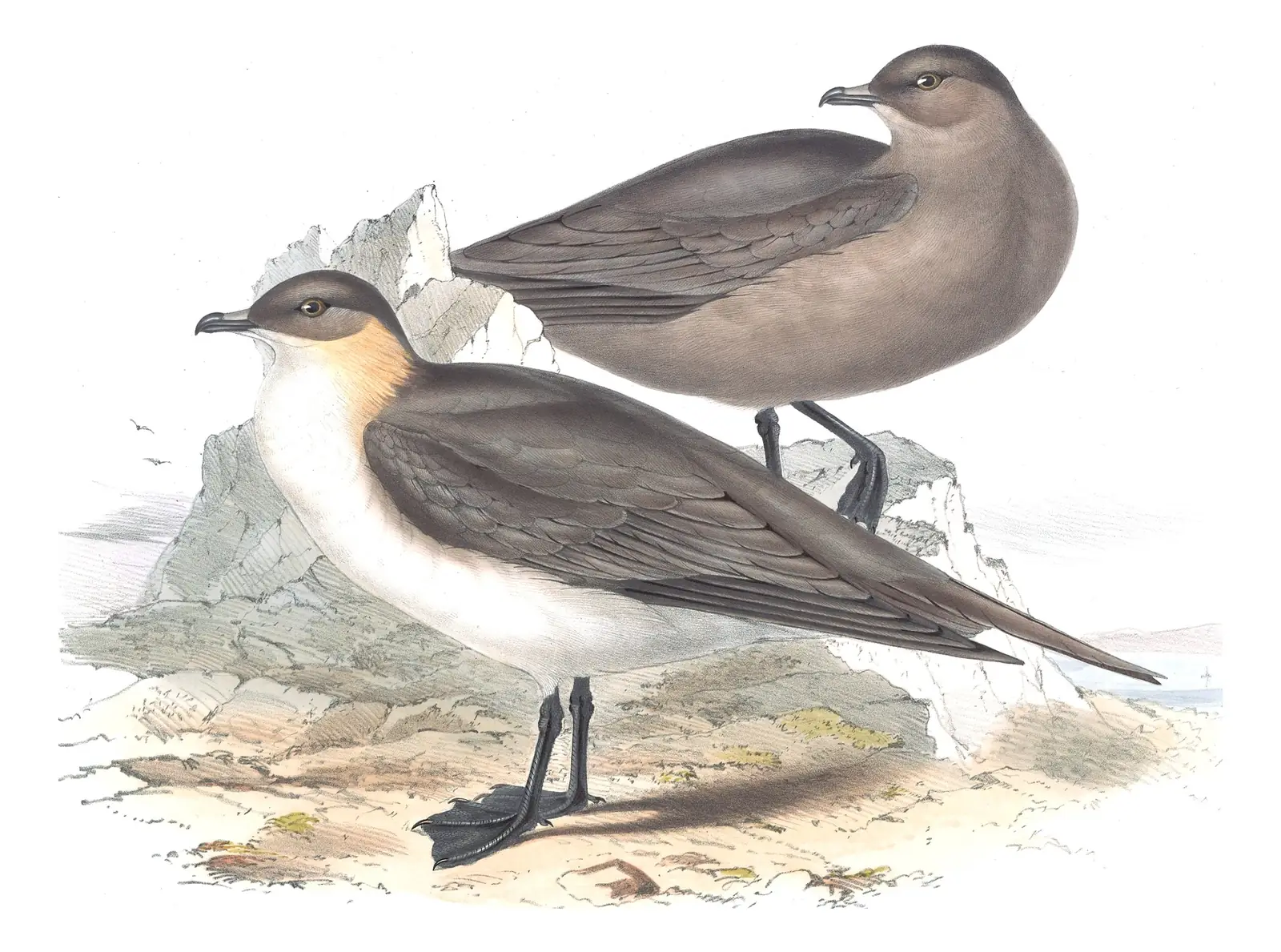 Plate 441 of Gould's The Birds of Europe: Parasitic Jaeger (Stercorarius parasiticus)